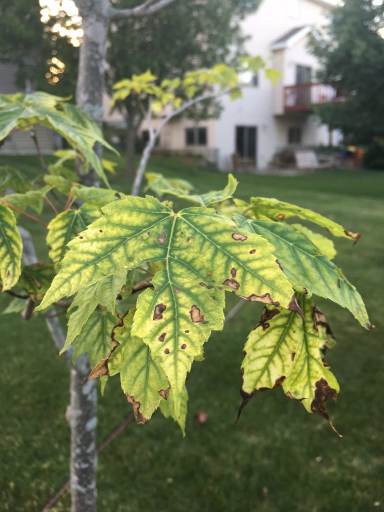 Tree with chlorosis
