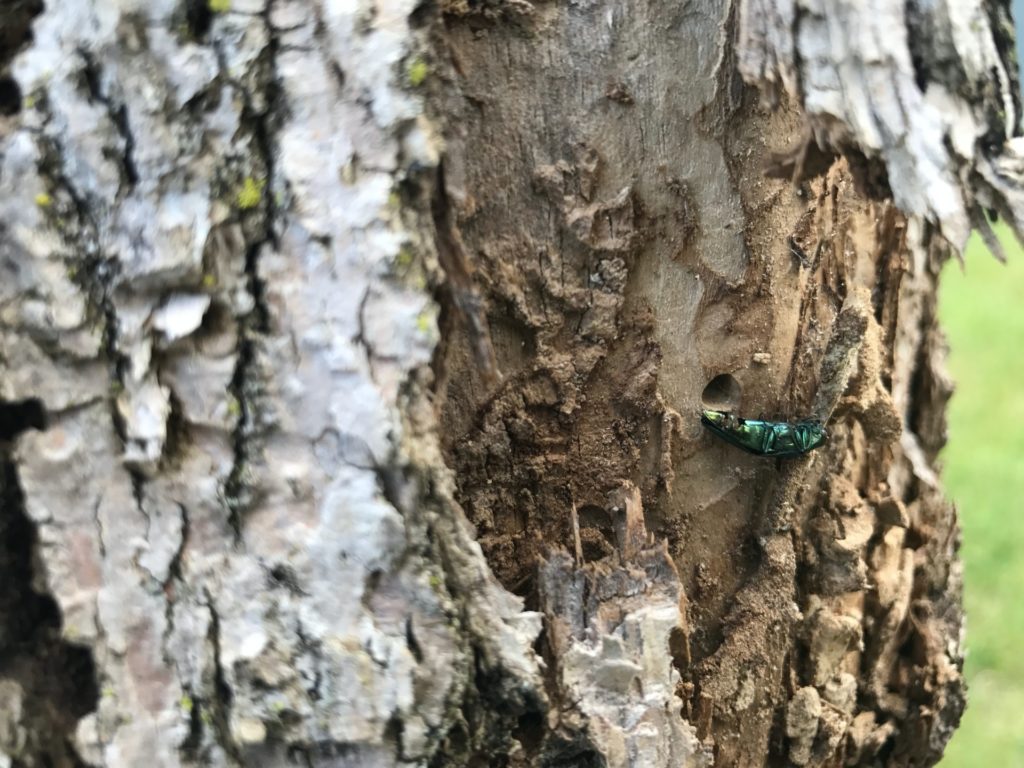 tree disease diagnosis & treatment Emerald ash borer on tree