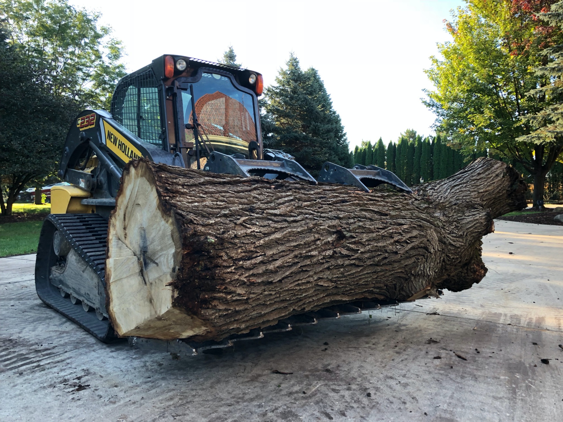 Tree Removal in Madison, WI