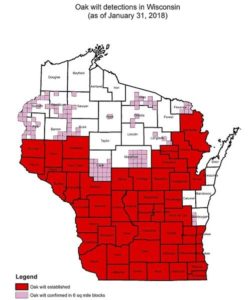 Map of oak wilt detection in Wisconsin