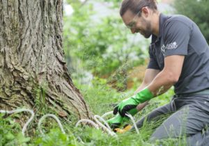 Worker treating a tree for oak wilt disease