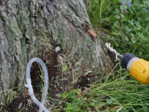 Tree being treated for oak wilt disease