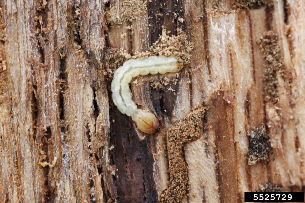 tree disease diagnosis & treatment Two-line chestnut borer grub