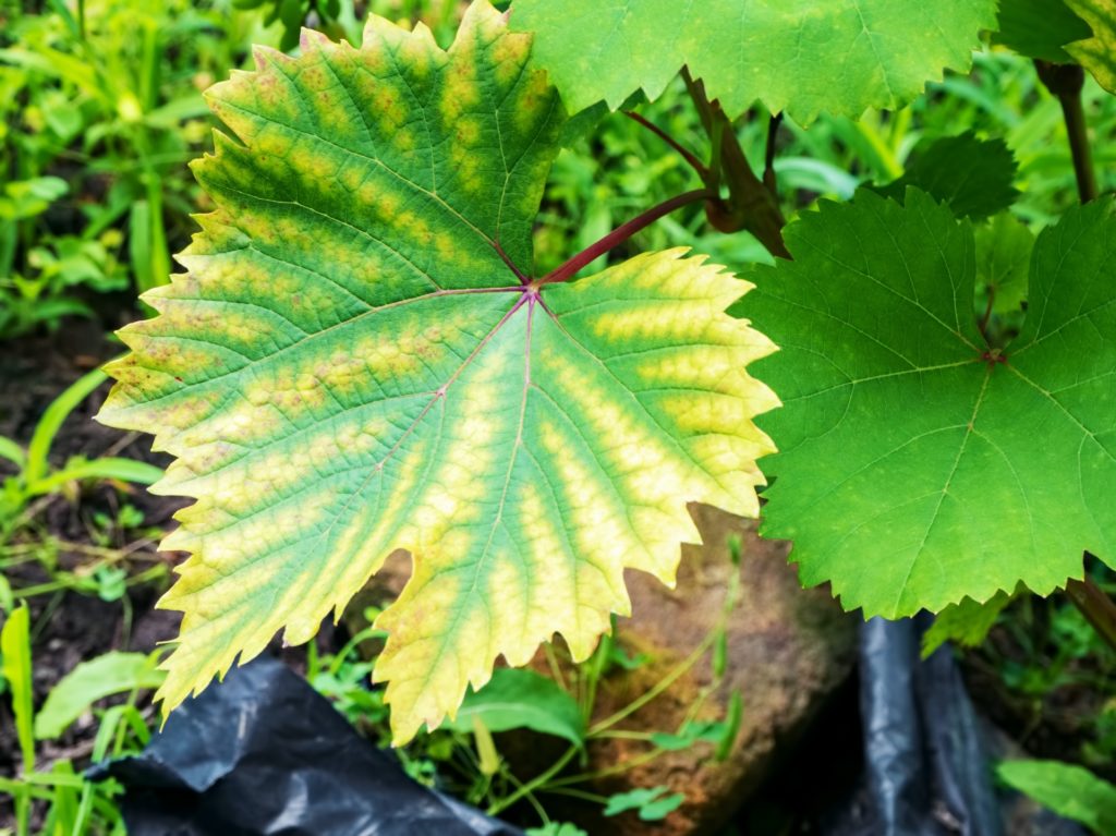 Chlorosis