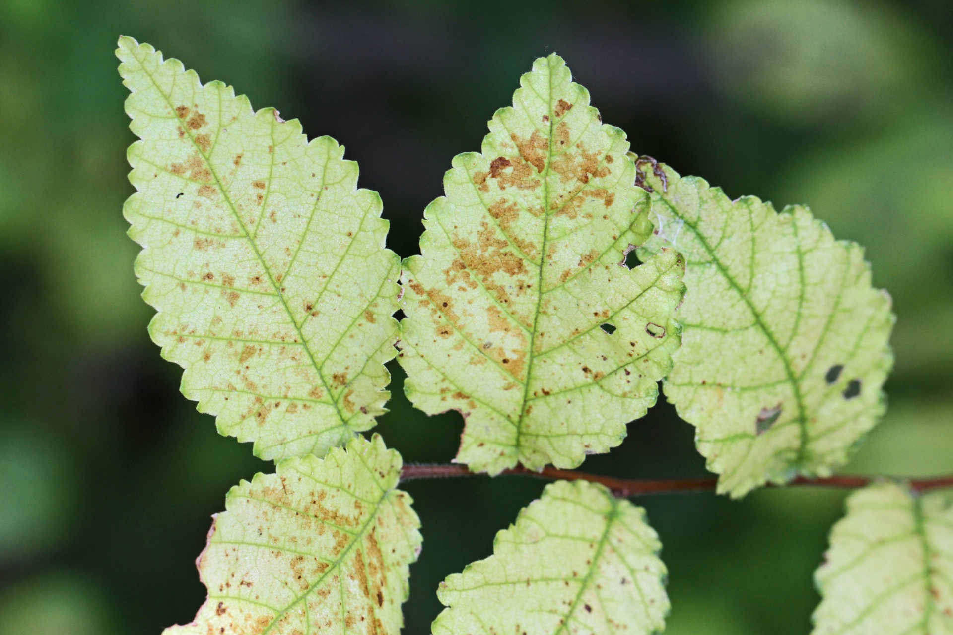 Dutch elm disease on leaves