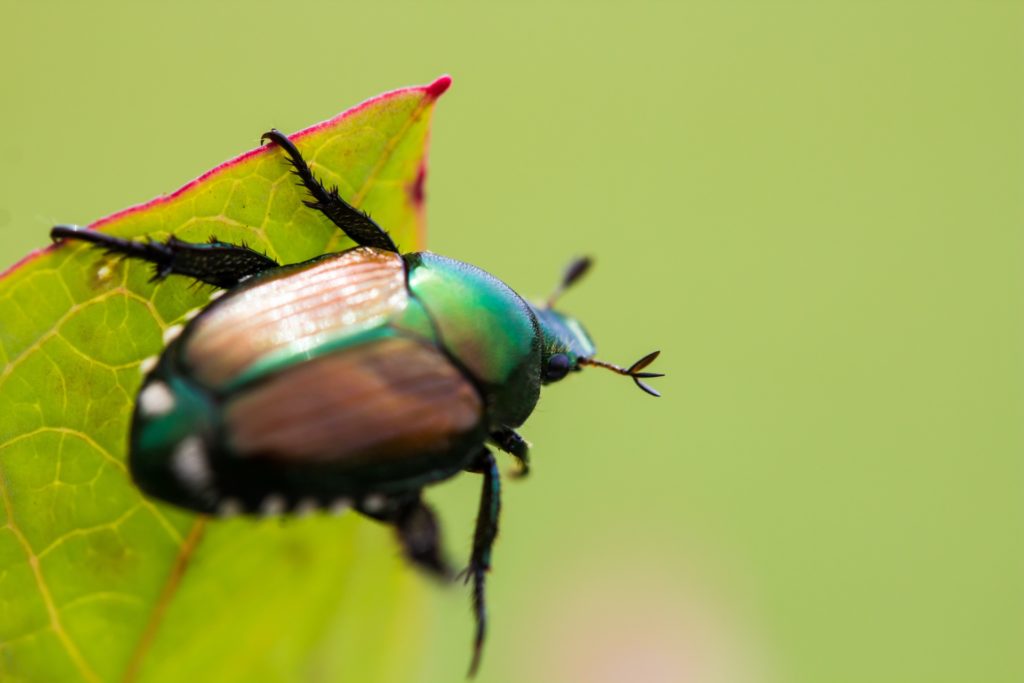 Japanese beetle on leaf