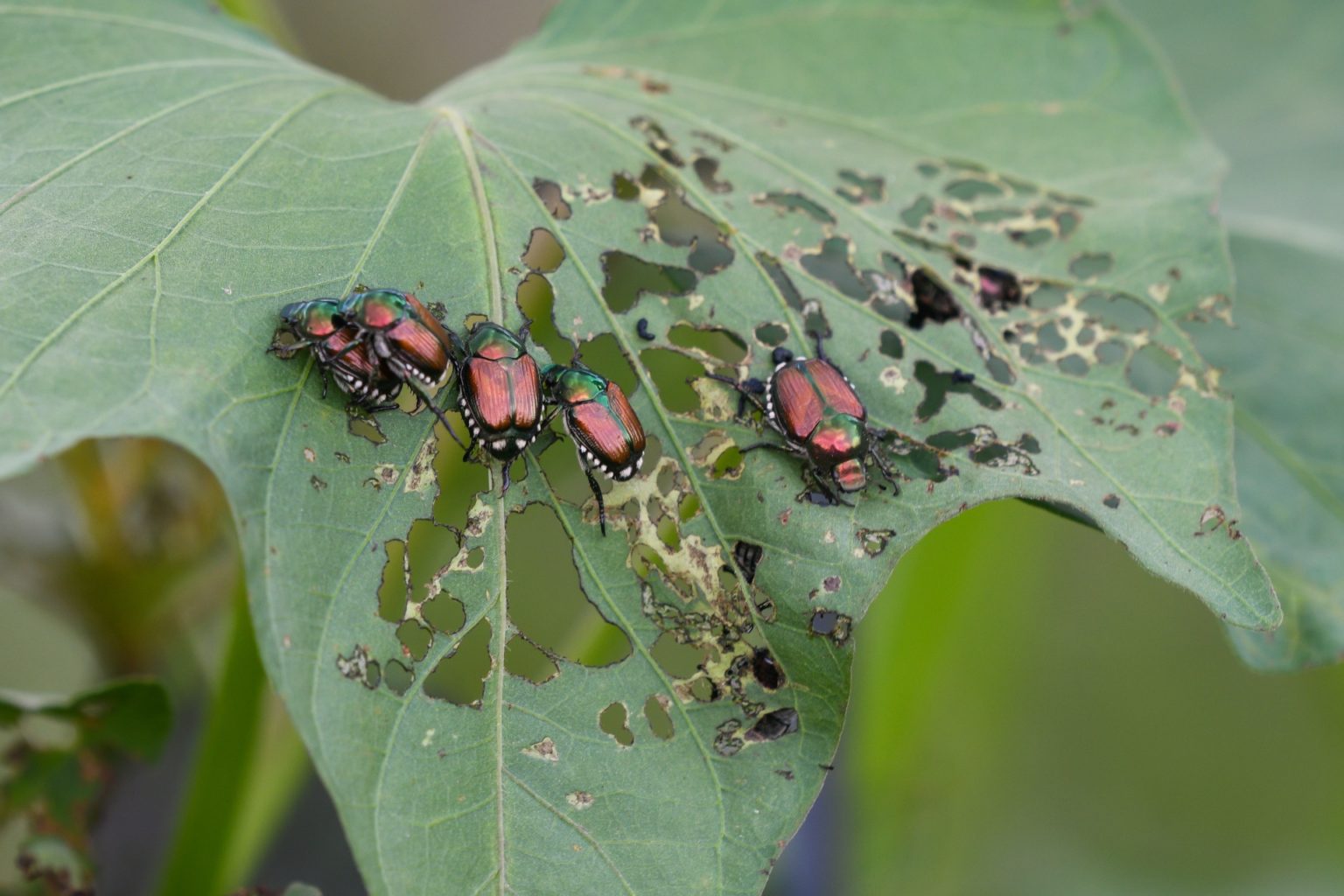 Japanese Beetle Treatment Eco Tree Company Madison Wi 4299