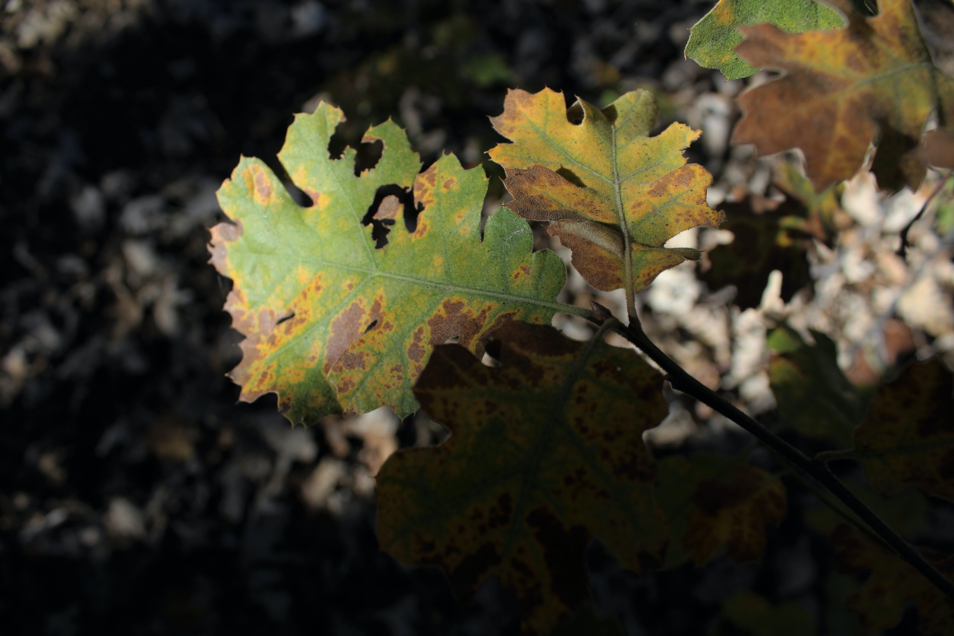 Oak wilt tree disease on leaves