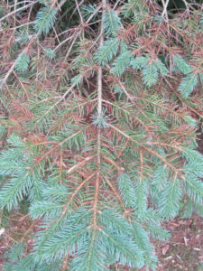 spruce tree limb with needle cast