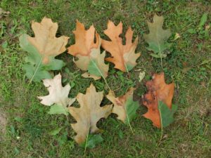 Sakalidis, M. (n.d.). Oak leaves showing oak wilt symptoms [Photograph]. MSU.
