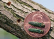 Emerald Ash Borer example showing the size of it next to a penny in madison wisconsin