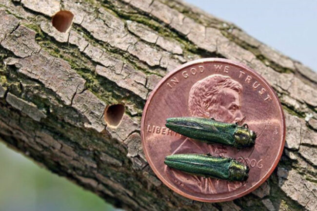 Emerald Ash Borer example showing the size of it next to a penny in madison wisconsin