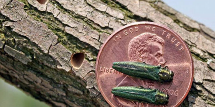 Emerald Ash Borer example showing the size of it next to a penny in madison wisconsin