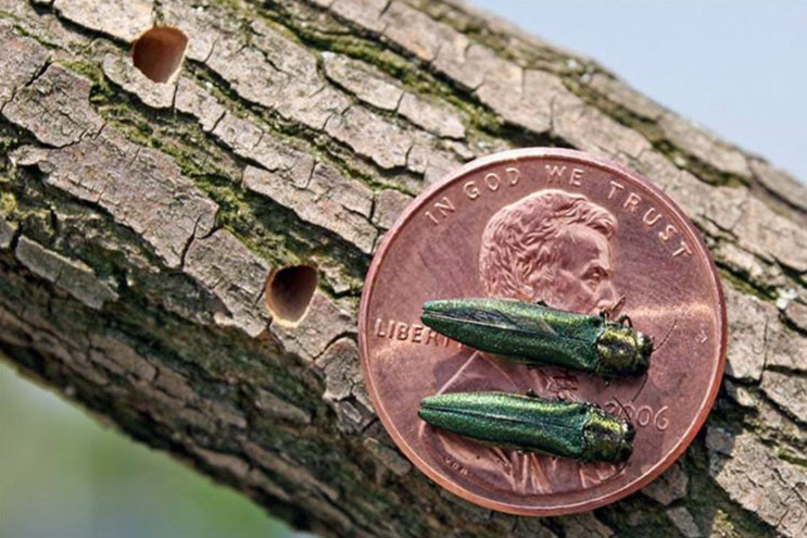 emerald-ash-borer-in-dane-county-4 Emerald Ash Borer example showing the size of it next to a penny in madison wisconsin