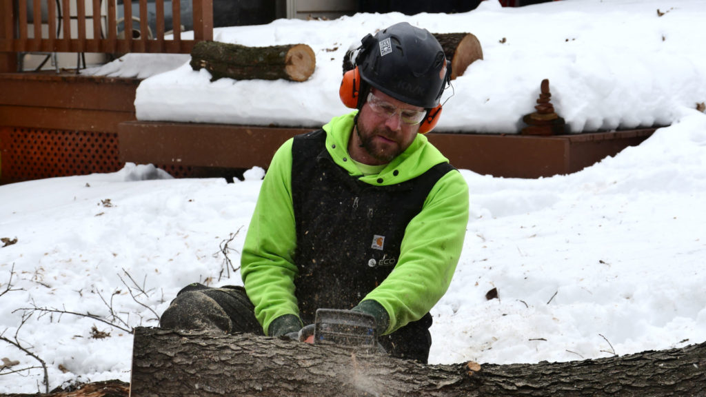 A Tree Doc at Eco Tree Company Performing a Tree Removal In Madison WI