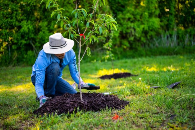 pexels-alfo-medeiros-11534117 Man in a blue shirt planting a tree