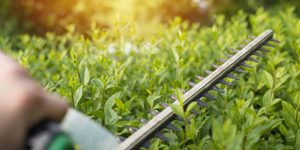 Home,And,Garden,Concept.,Hedge,Trimmer,In,Action.,Bush,Trimming