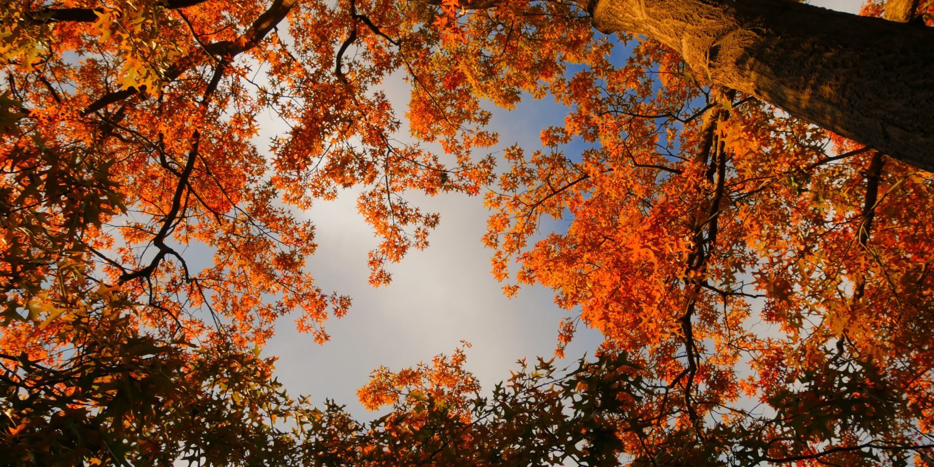 Cutting Down Trees The Pros and Cons Eco Tree Company