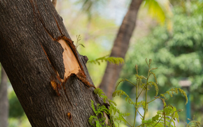 The,Bark,Surface,Was,Opened.