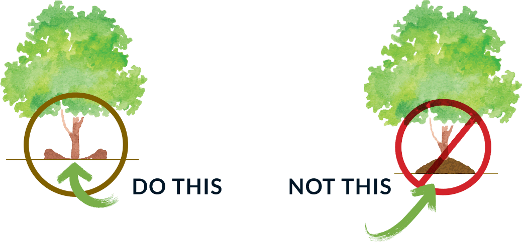 The Ultimate Guide to Mulching Around Trees | Eco Tree Company