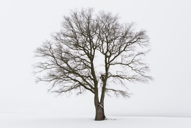 Freestanding,Tree,In,Winter