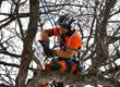 Arborist performing Tree Pruning on a Commercial property