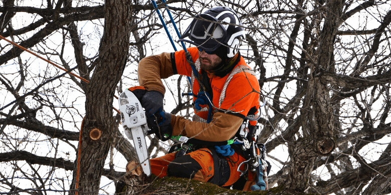 Arborist performing Tree Pruning on a Commercial property