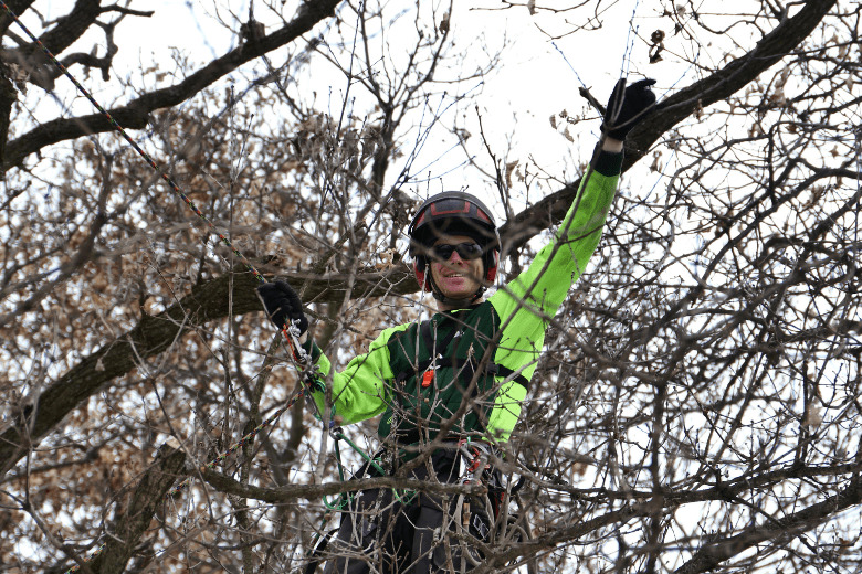 arborist pruning a tree