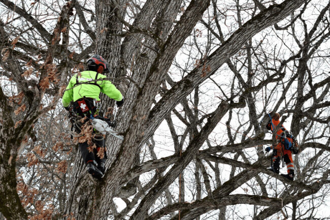 tree pruning in winter