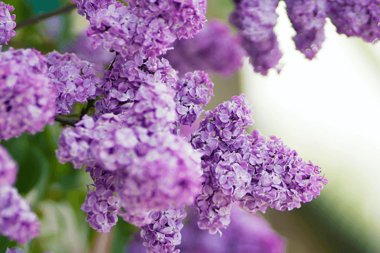 when to prune lilac shrubs
