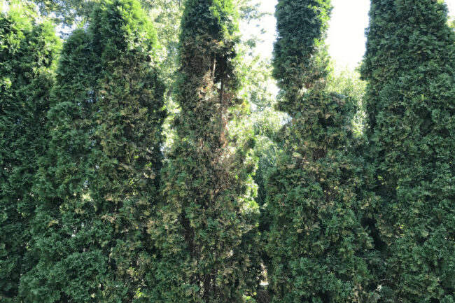arborvitae turning brown arborvitae with brown spots