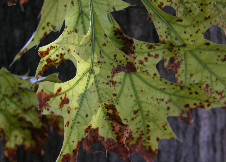 bur oak blight on leaves
