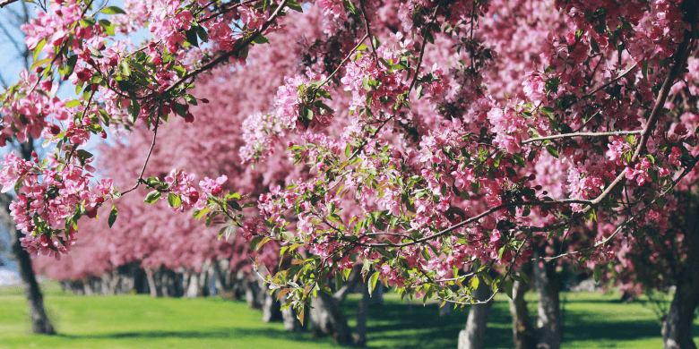 best-time-of-year-to-prune-trees