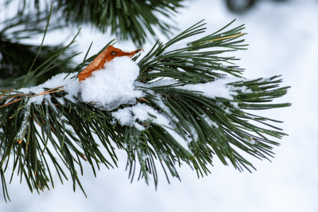 fall yard checklist how to prepare your landscape for winter