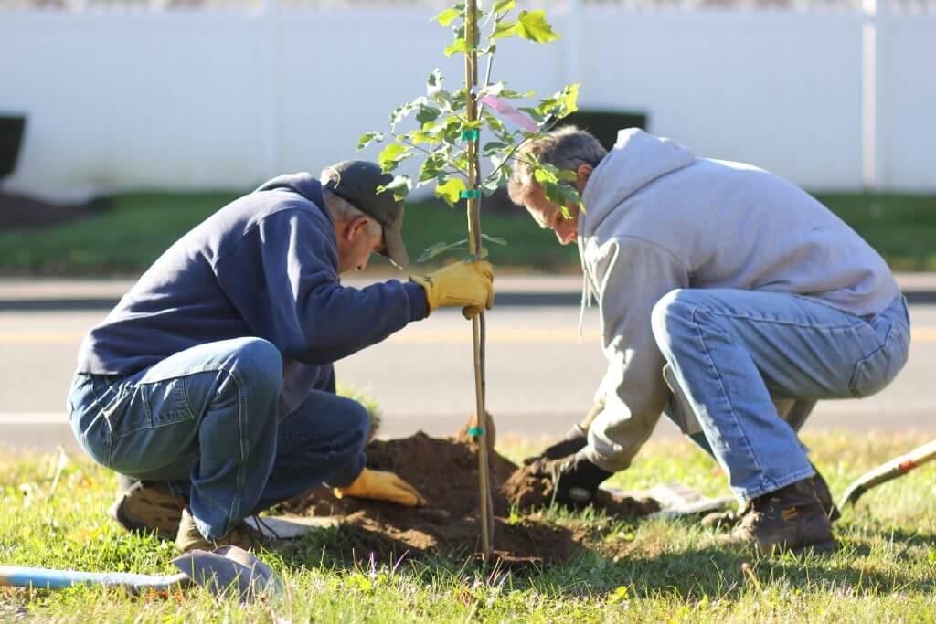 men planting trees