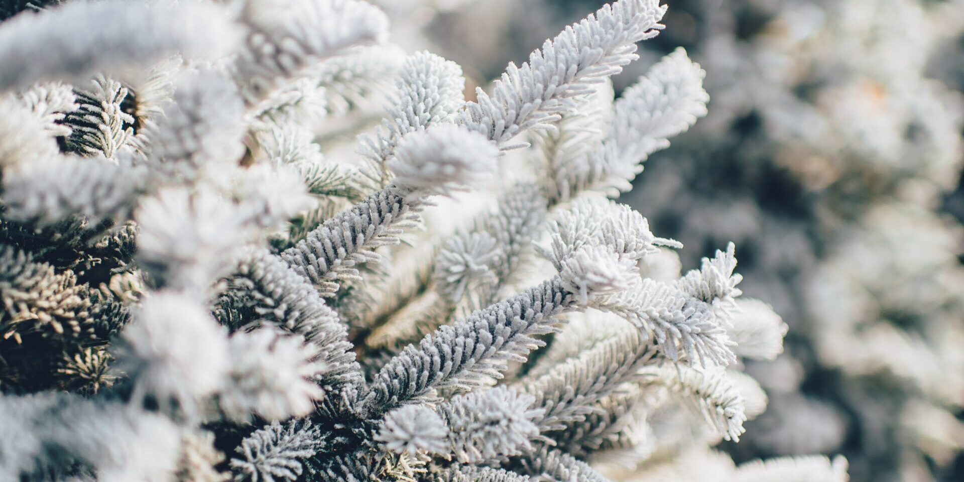 get-trees-ready-for-winter winter trees