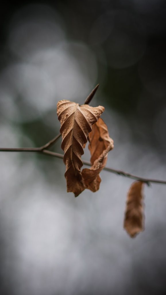 drying leaves on tree