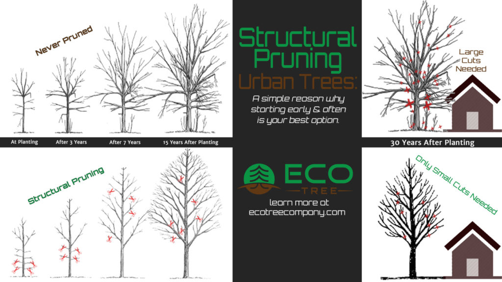 graphic illustrating structural pruning