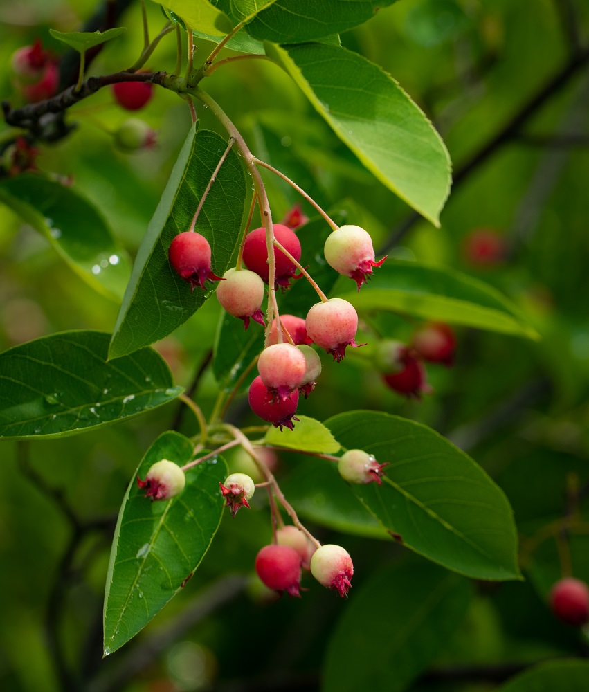 Serviceberry - Eco Tree Company