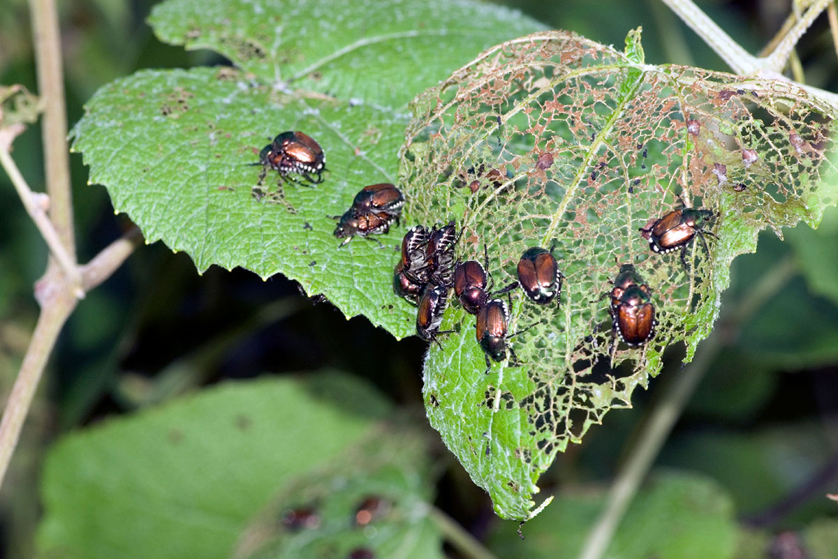 Japanese-Beetles