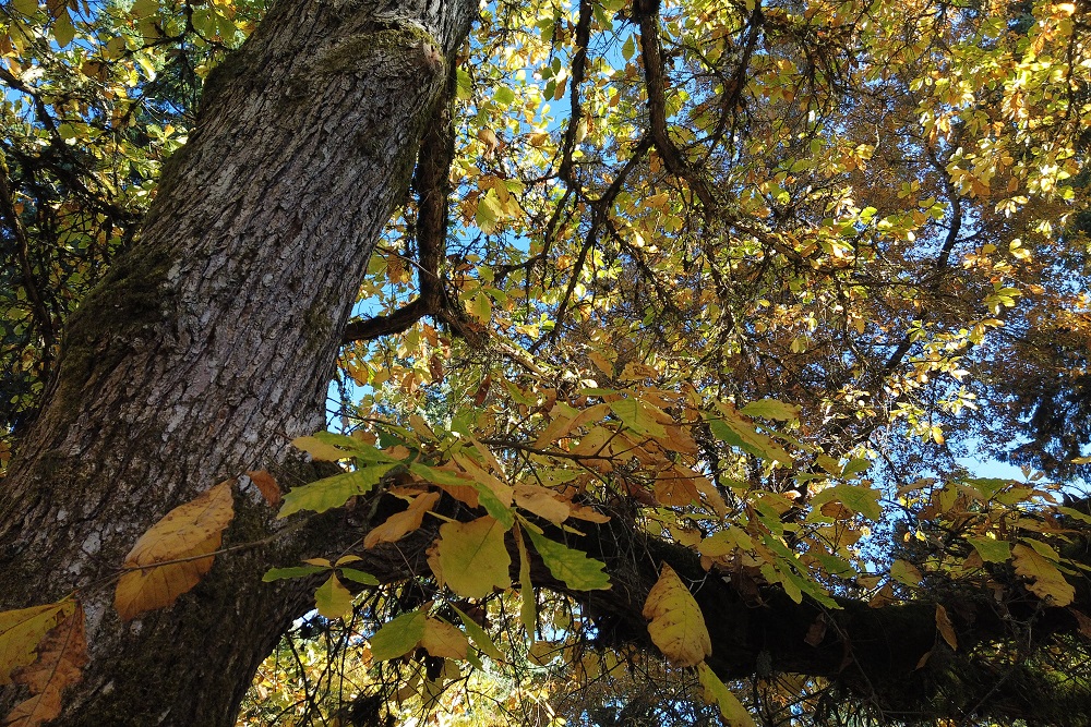 Swamp,White,Oak,,Washington,Park,Arboretum,,Portland,,Oregon swamp white oak tree