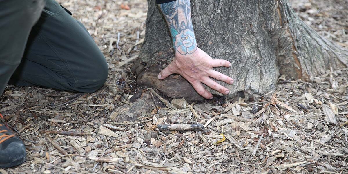 How to Save a Dying Tree, Or Better Yet, Keep Your Trees Healthy Eco