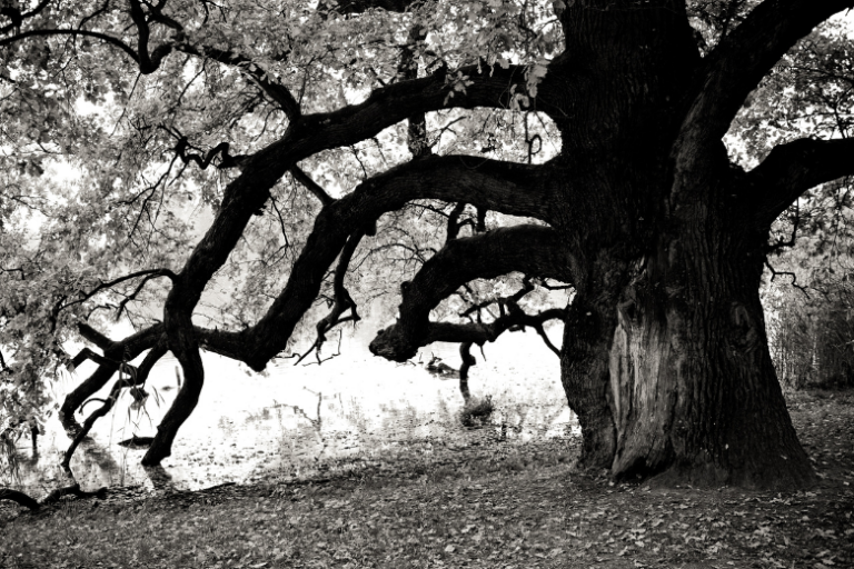 Planting Under Oak Trees What to Know Before Preparing Your Site Eco Tree Company