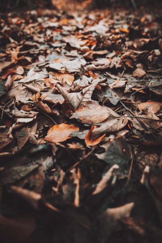 decomposing leaves for soil health