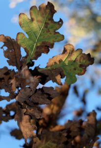 tree disease oak wilt 