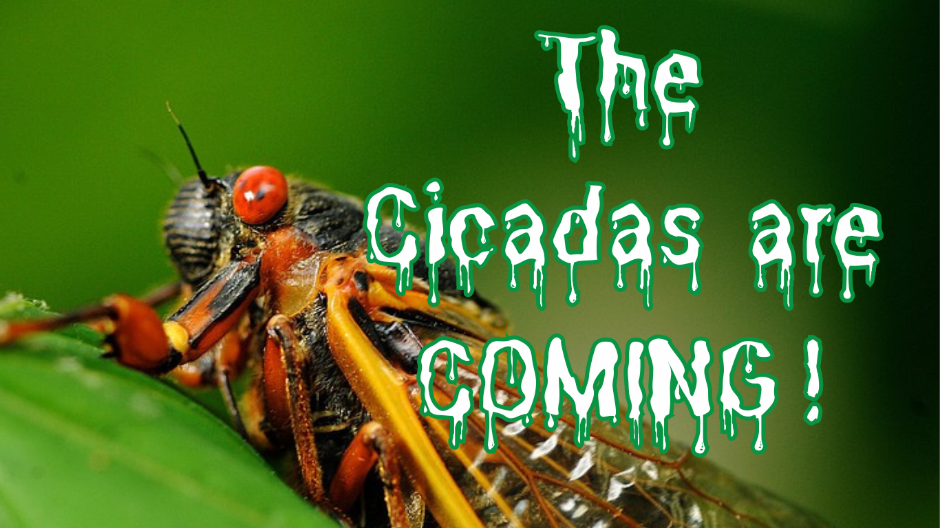 Cicadas are coming