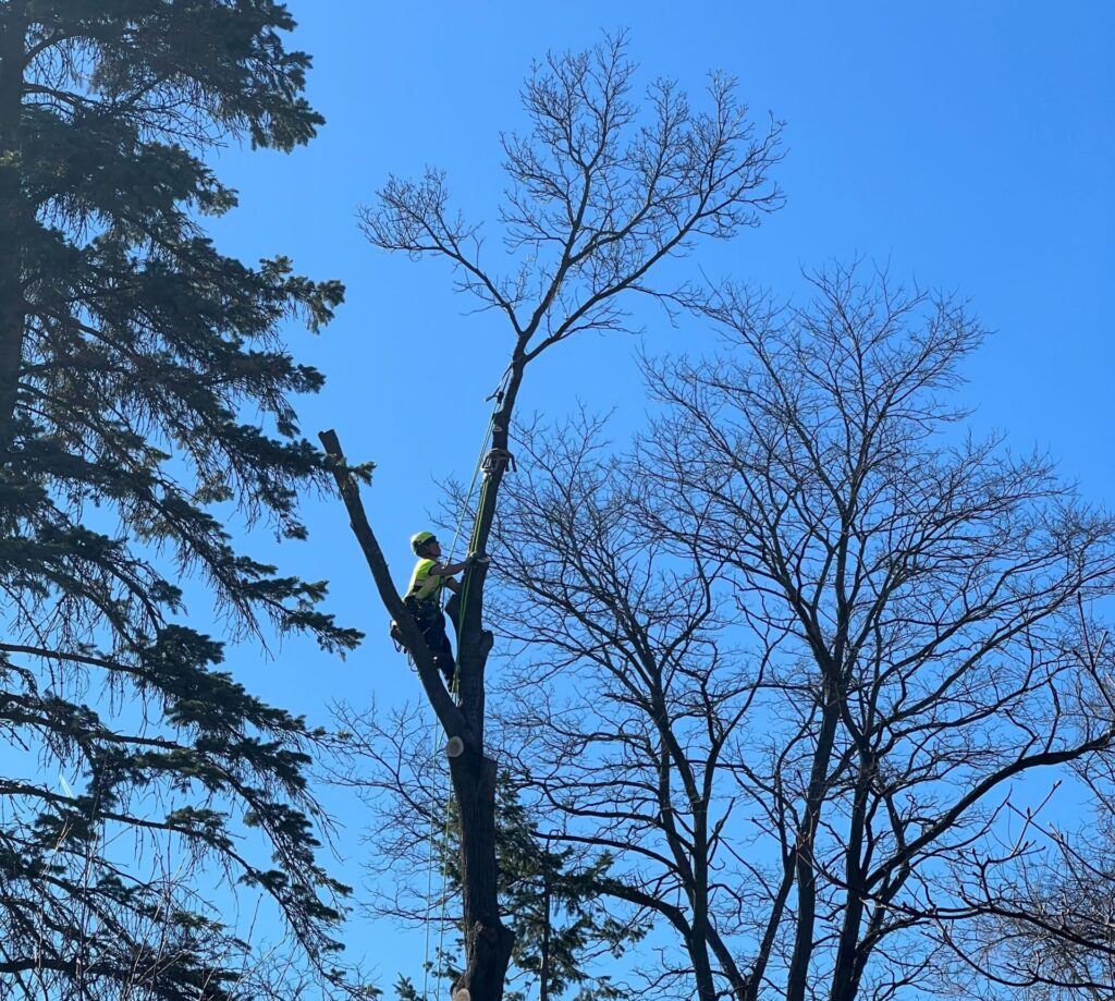 Eco Tree Care Services Arborist Climbing A Tree for A Tree Removal