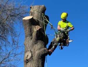 Colin Bugg performing a large tree removal for eco tree company in madison wisconsin