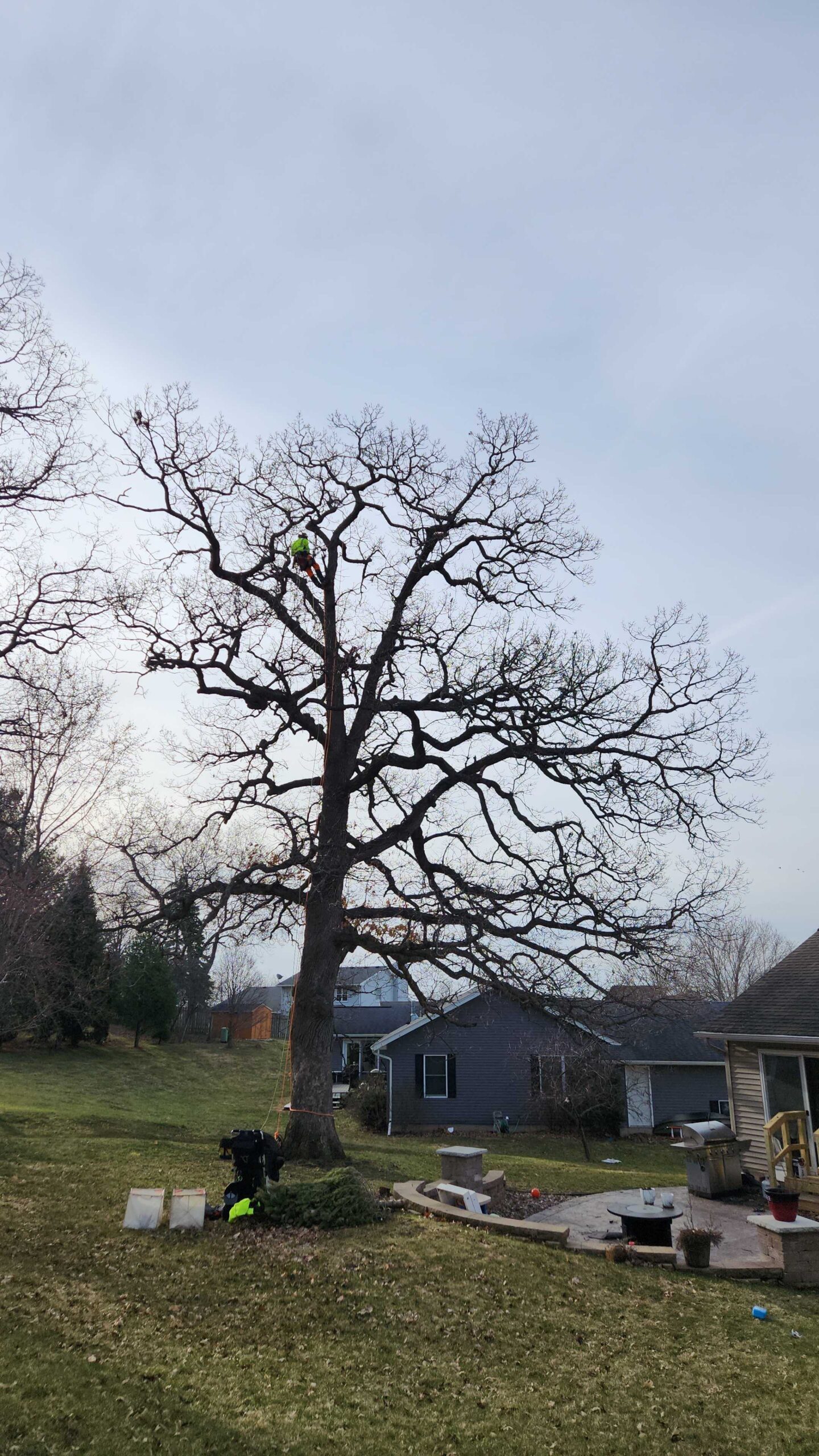 A tree in need of tree removal services in Madison, WI.