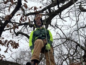 tree care provider in oak tree